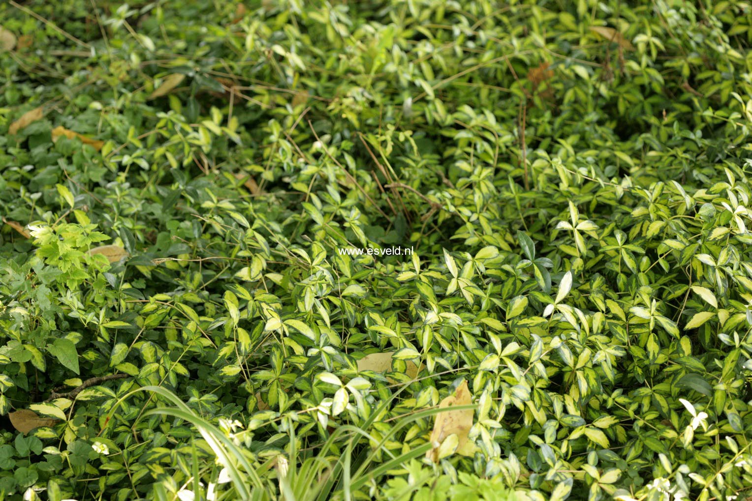 Vinca minor 'Cahill' (ILLUMINATION)