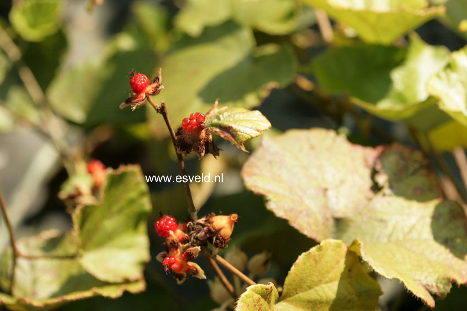 Rubus irenaeus