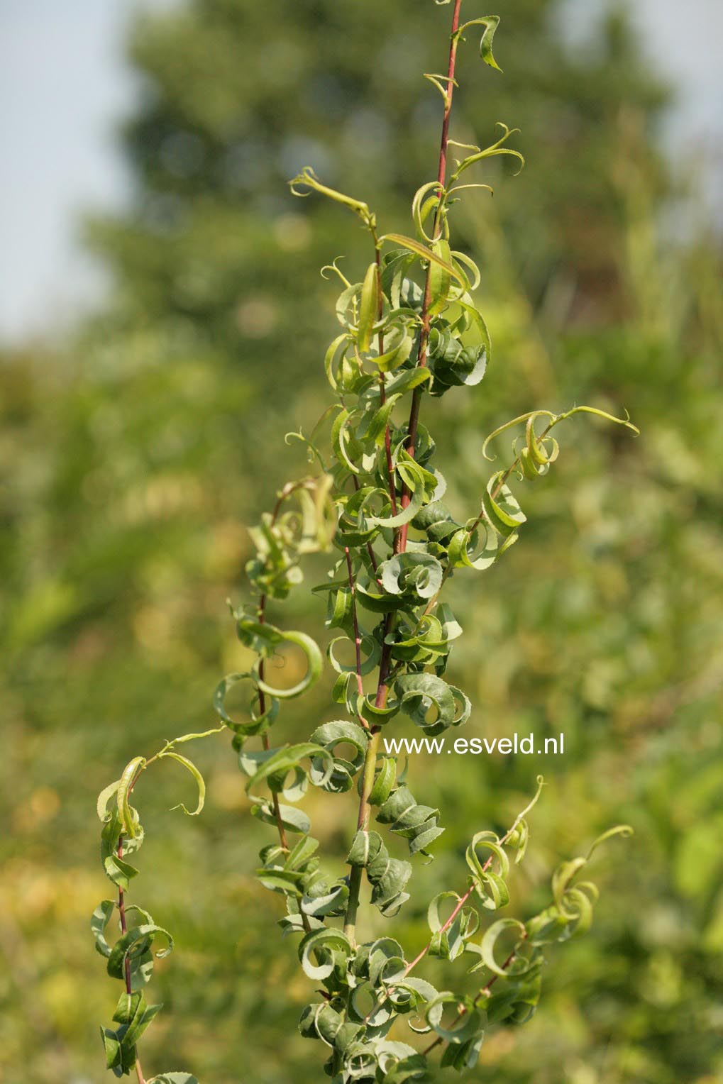 Salix babylonica 'Crispa'
