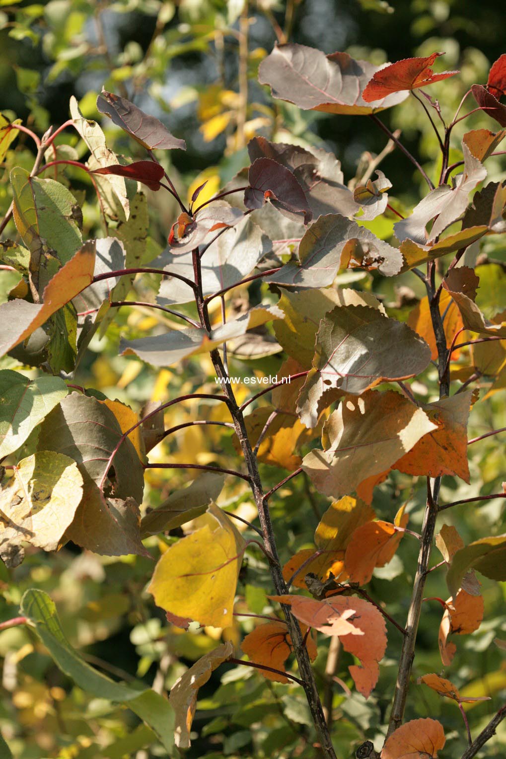 Populus deltoides 'Purple Tower'