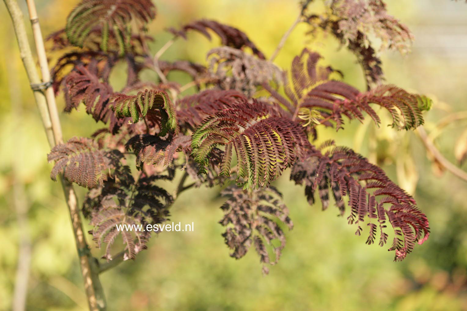 Albizia julibrissin 'Summer Chocolate'