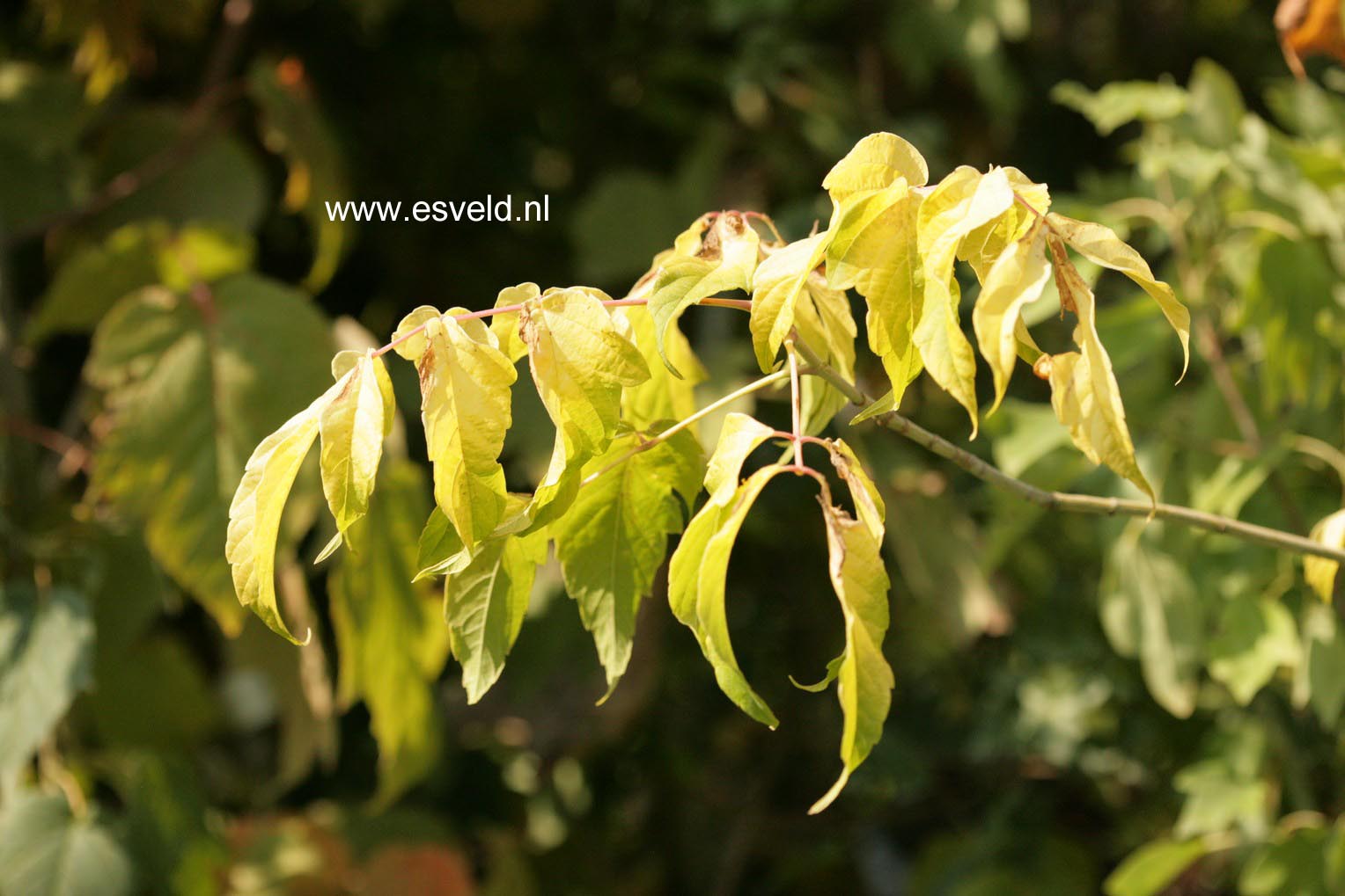 Acer negundo 'Auratum'