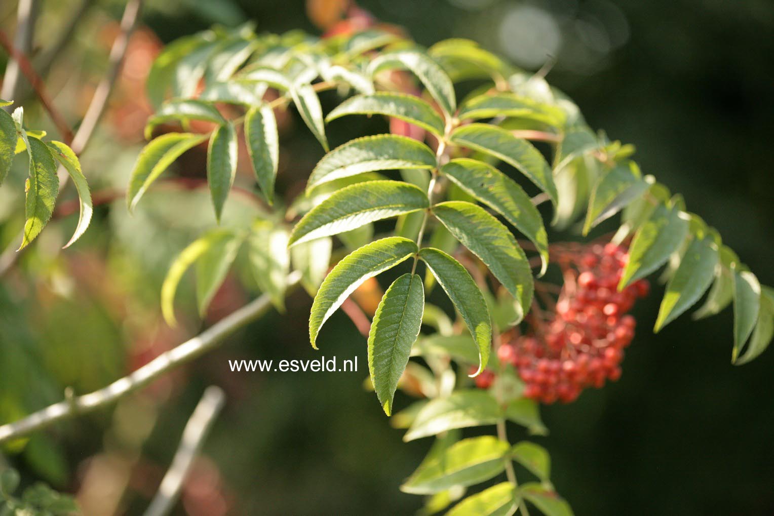 Sorbus sargentiana