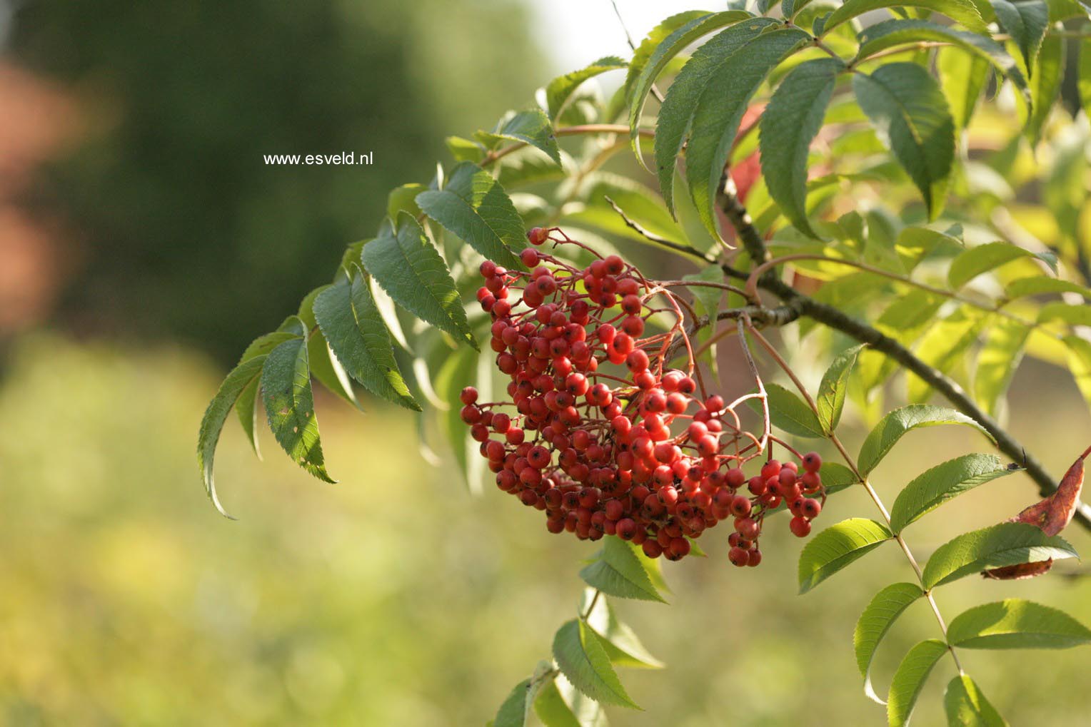 Sorbus sargentiana