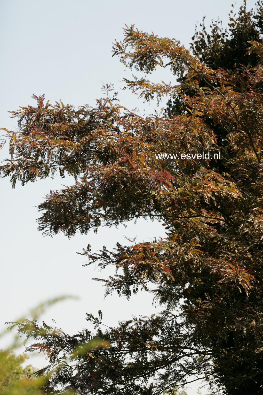 Gleditsia triacanthos 'Rubylace'