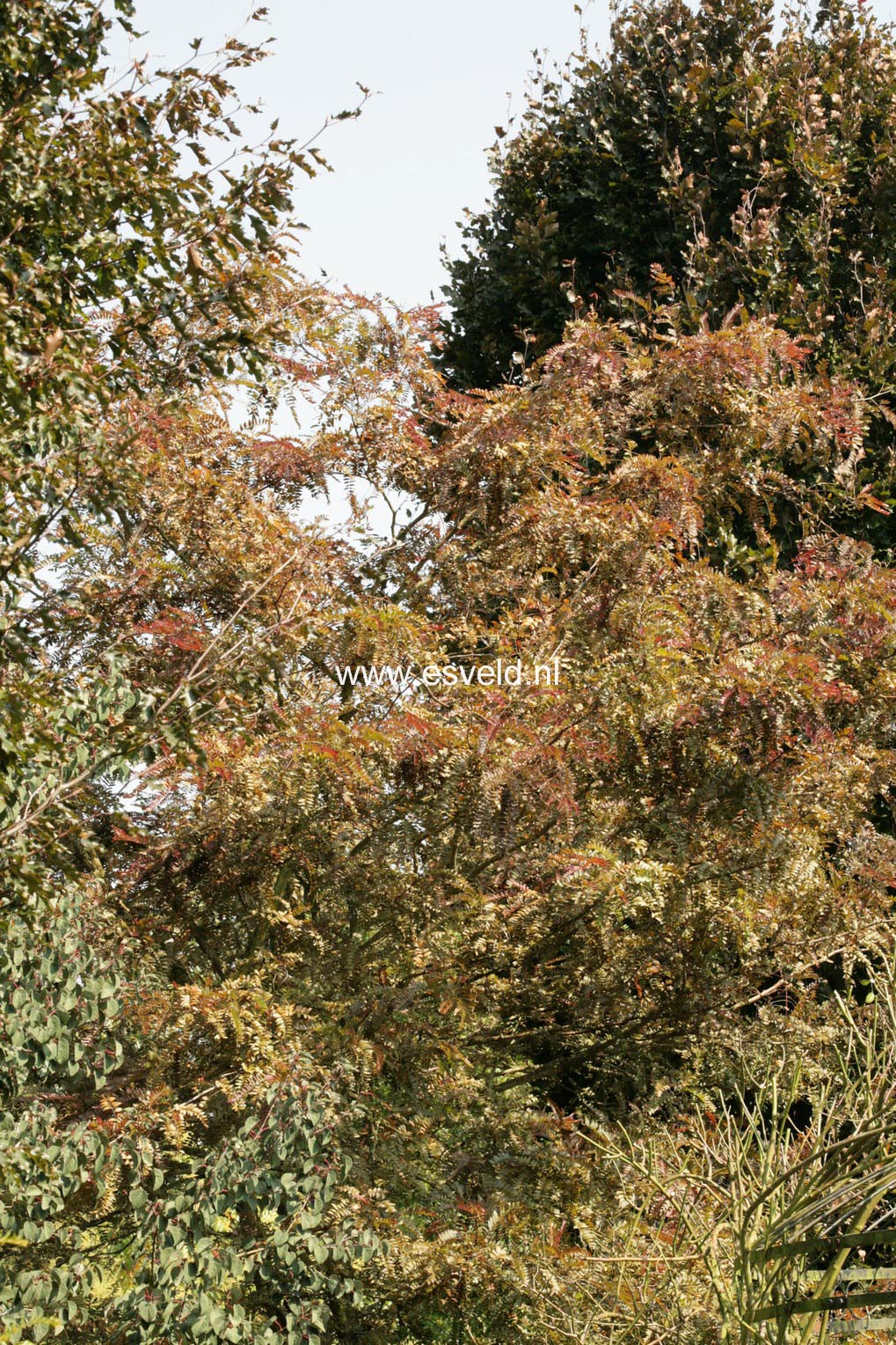 Gleditsia triacanthos 'Rubylace'