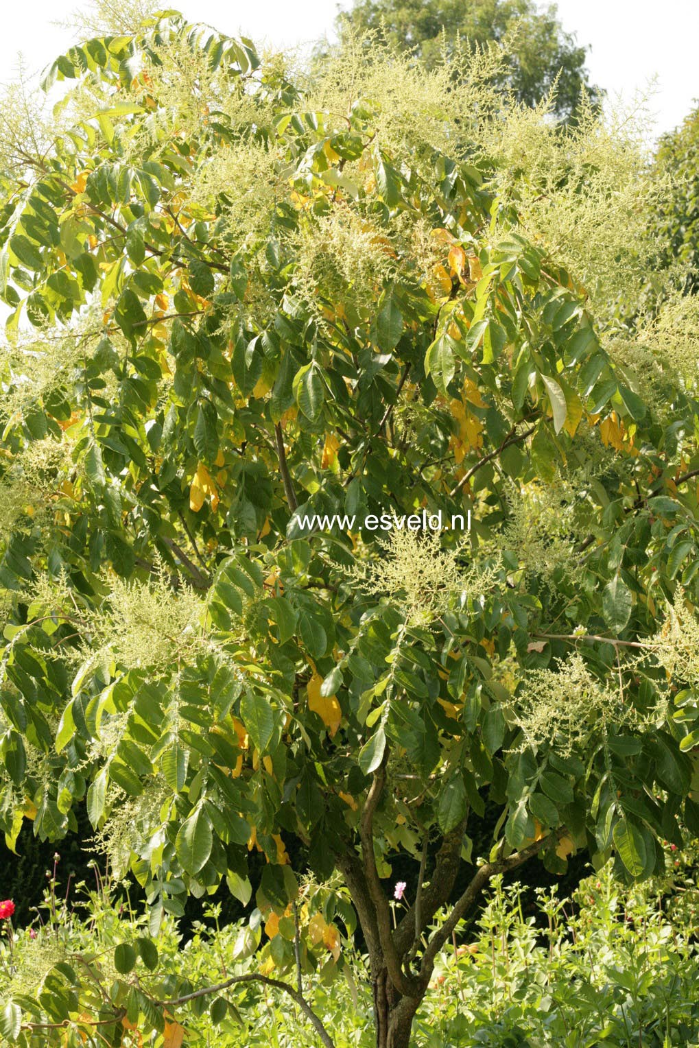 Rhus chinensis