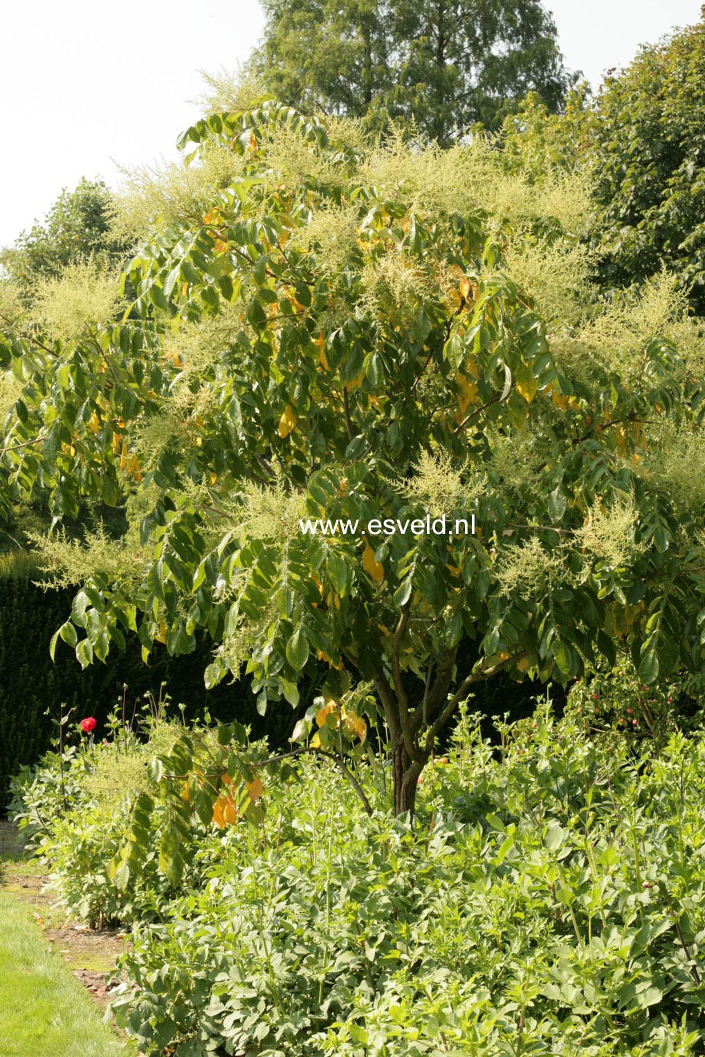 Rhus chinensis