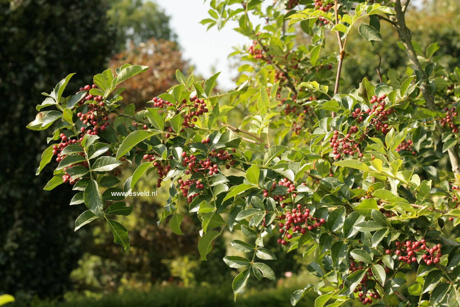 Zanthoxylum americanum