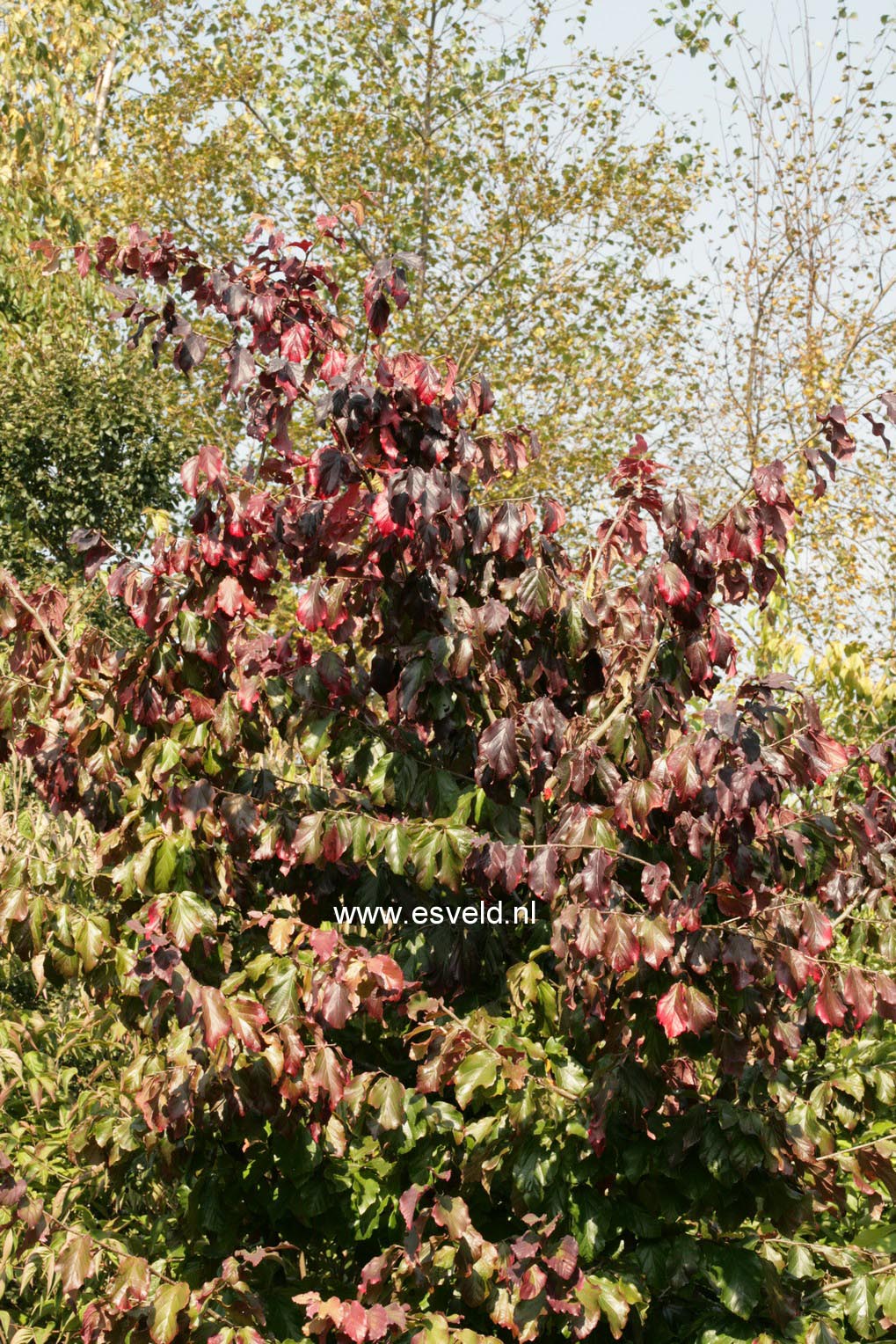 Parrotia persica 'Felicie'