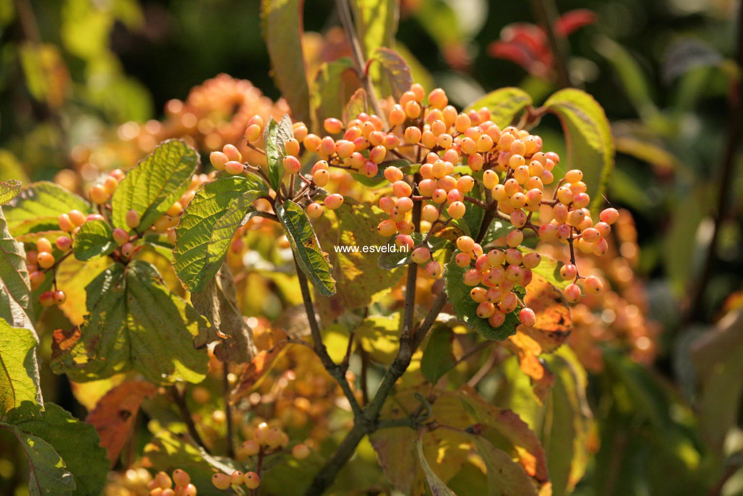 Viburnum dilatatum 'Michael Dodge'