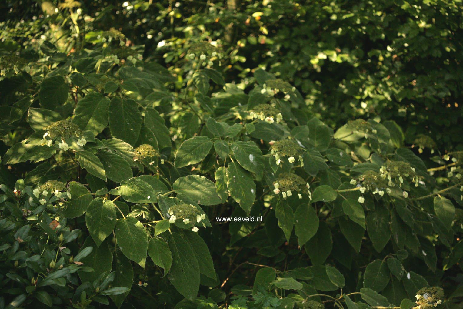 Hydrangea aspera sargentiana