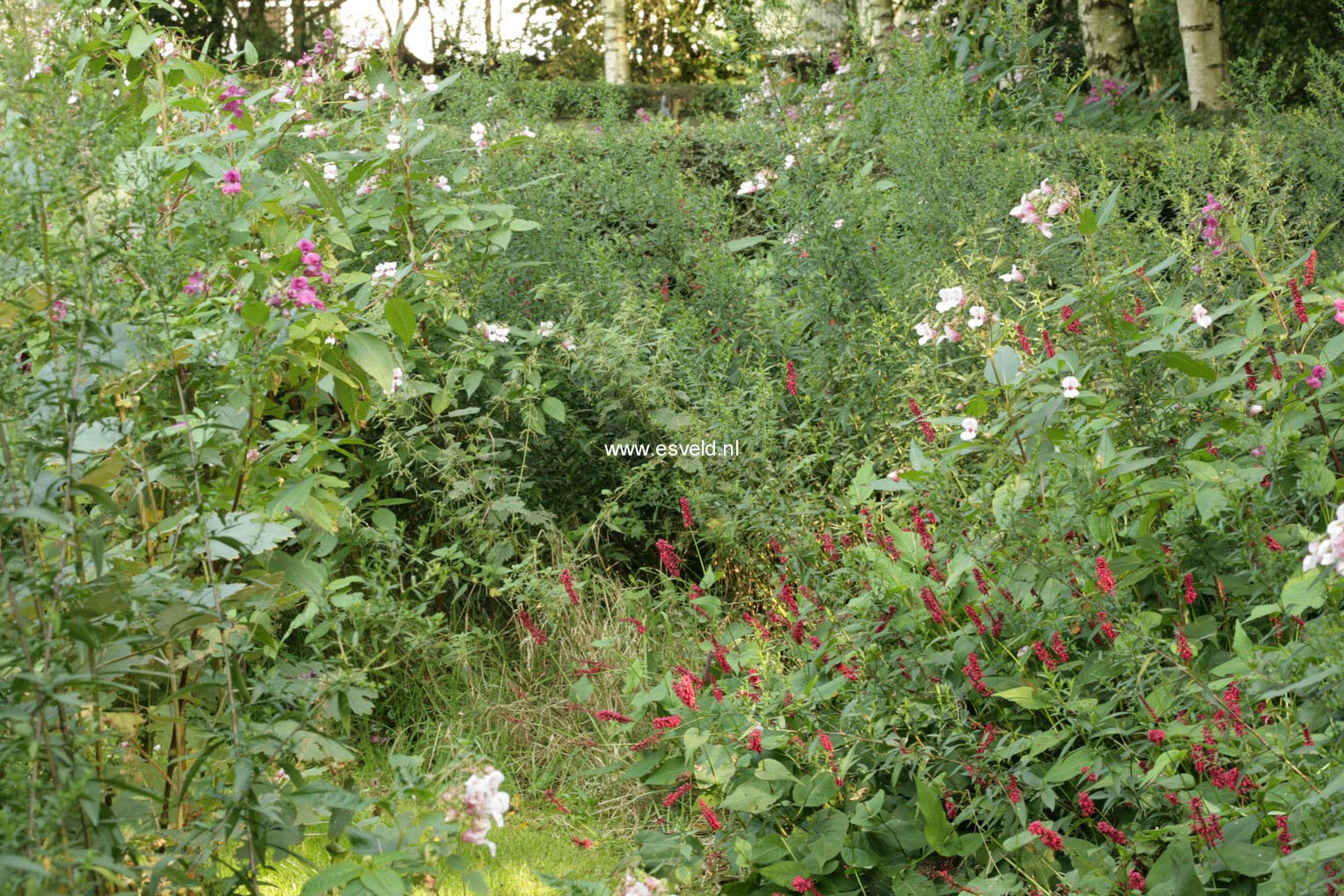 Persicaria affinis 'Superba'