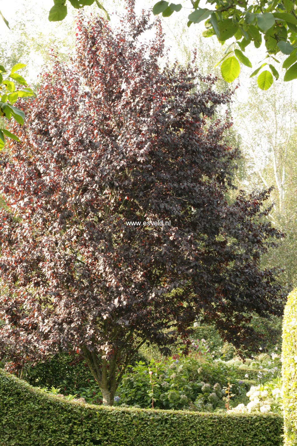 Prunus cerasifera 'Nigra'