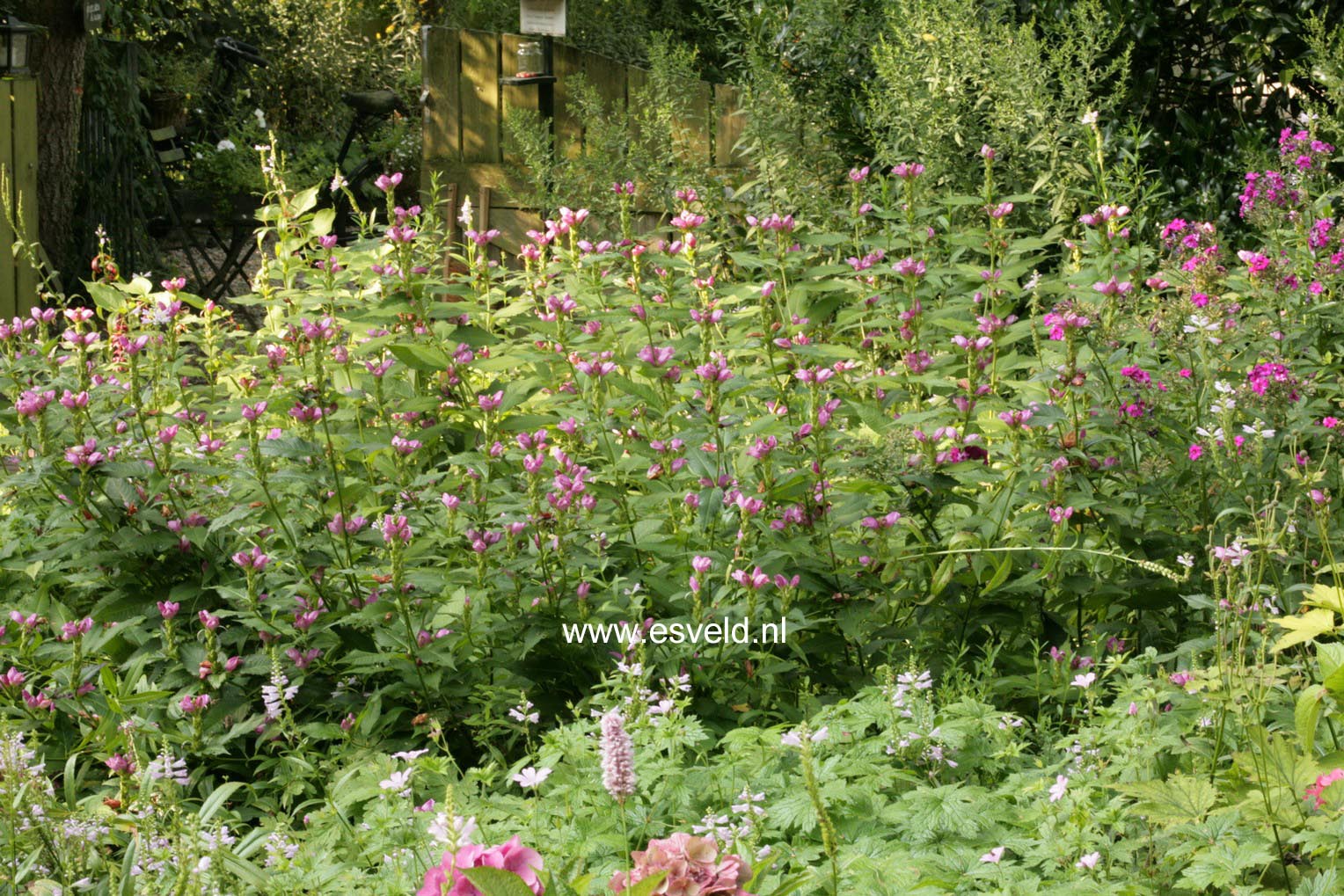 Chelone obliqua