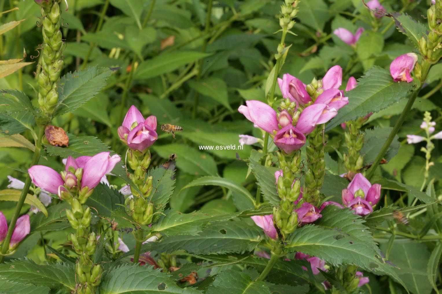 Chelone obliqua