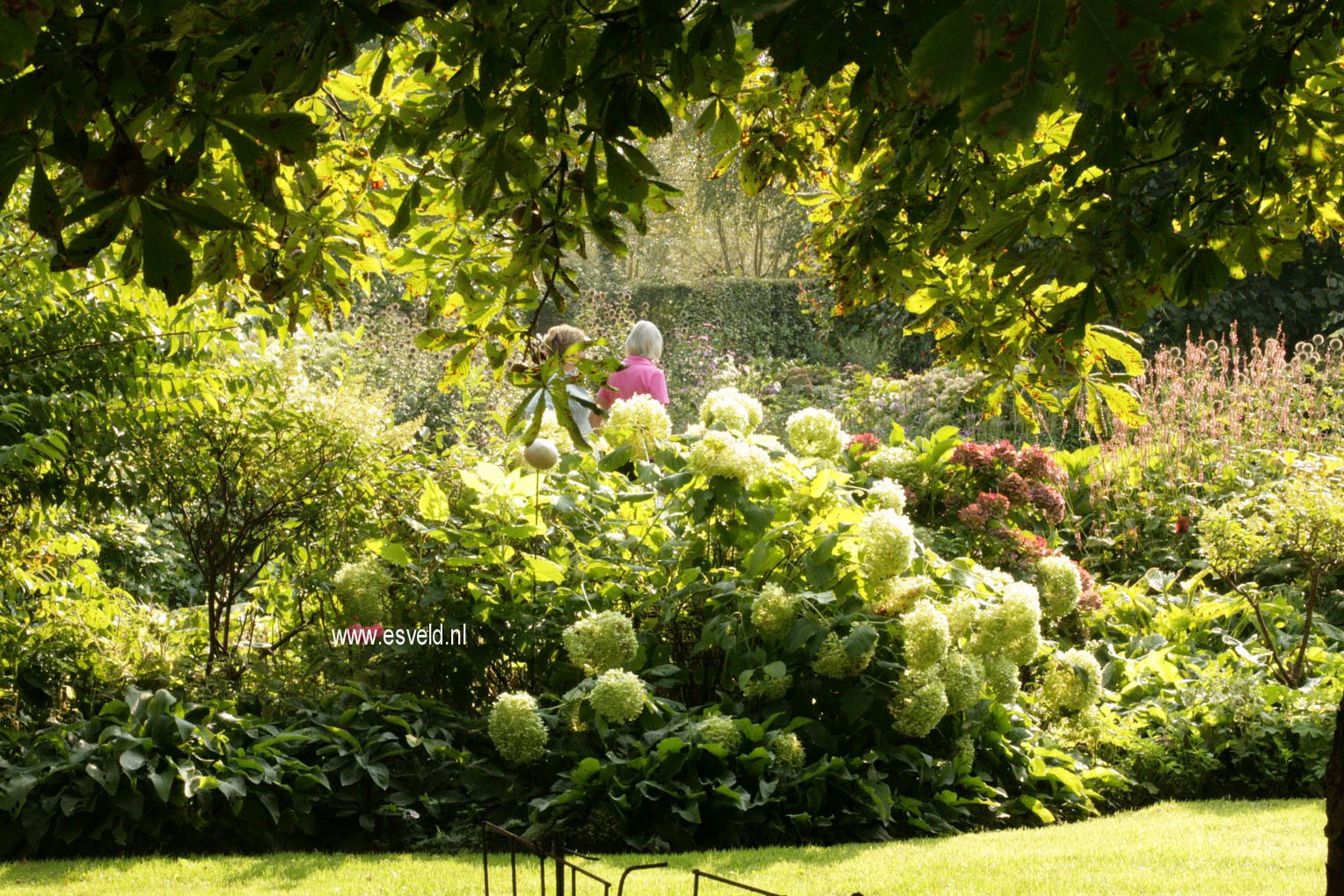 Hydrangea arborescens 'Annabelle'