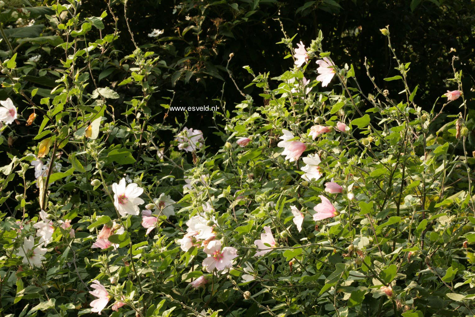 Lavatera 'Barnsley'