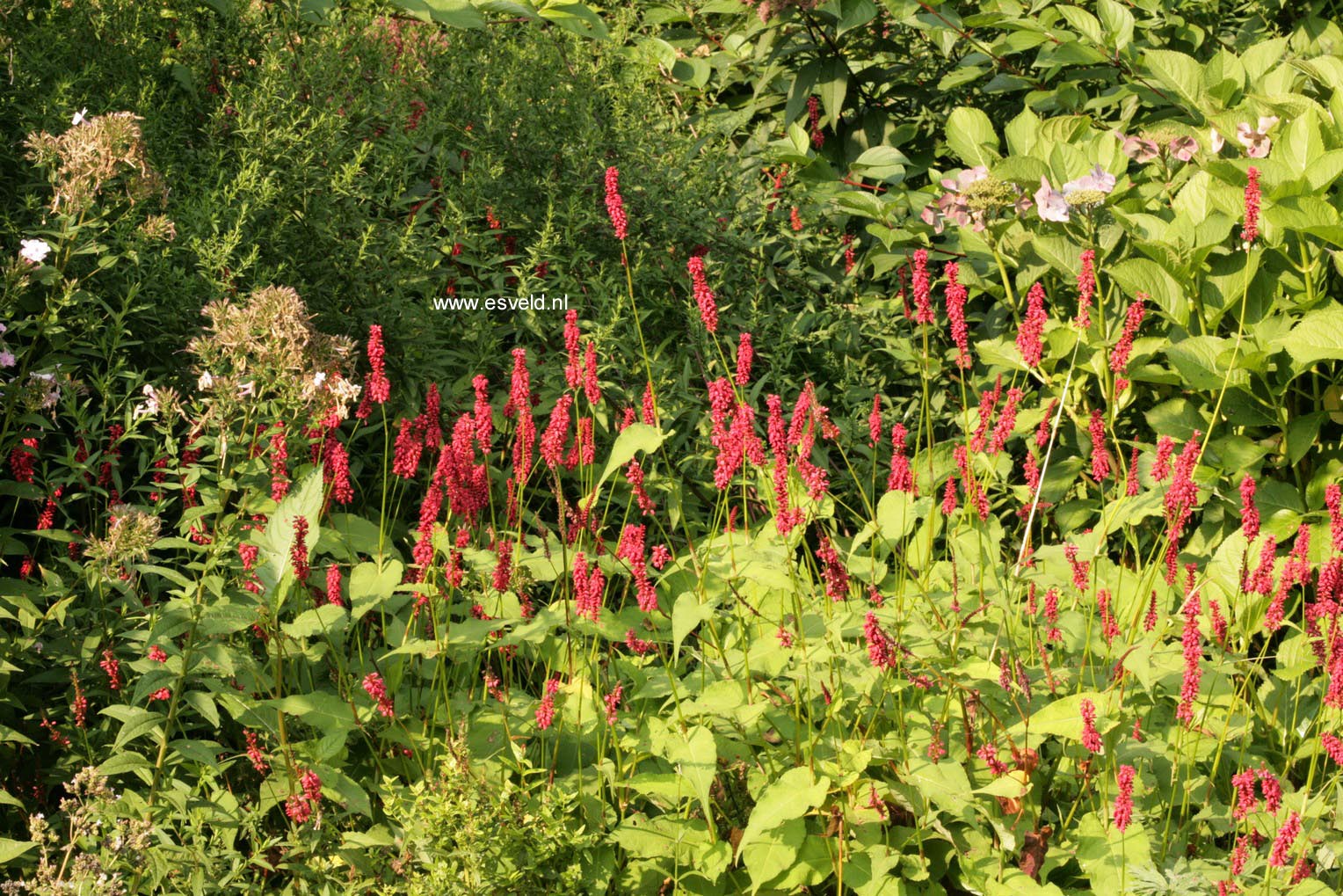 Persicaria amplexicaulis