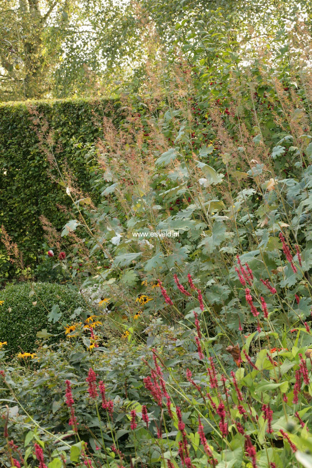 Macleaya cordata