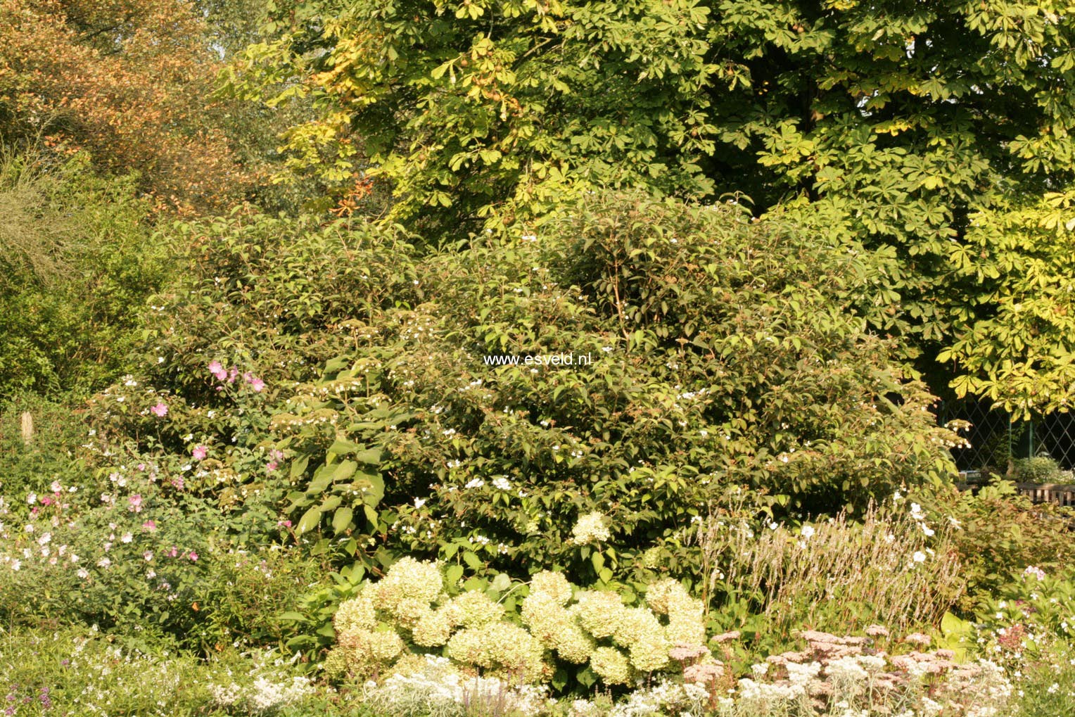 Viburnum plicatum 'Watanabe'