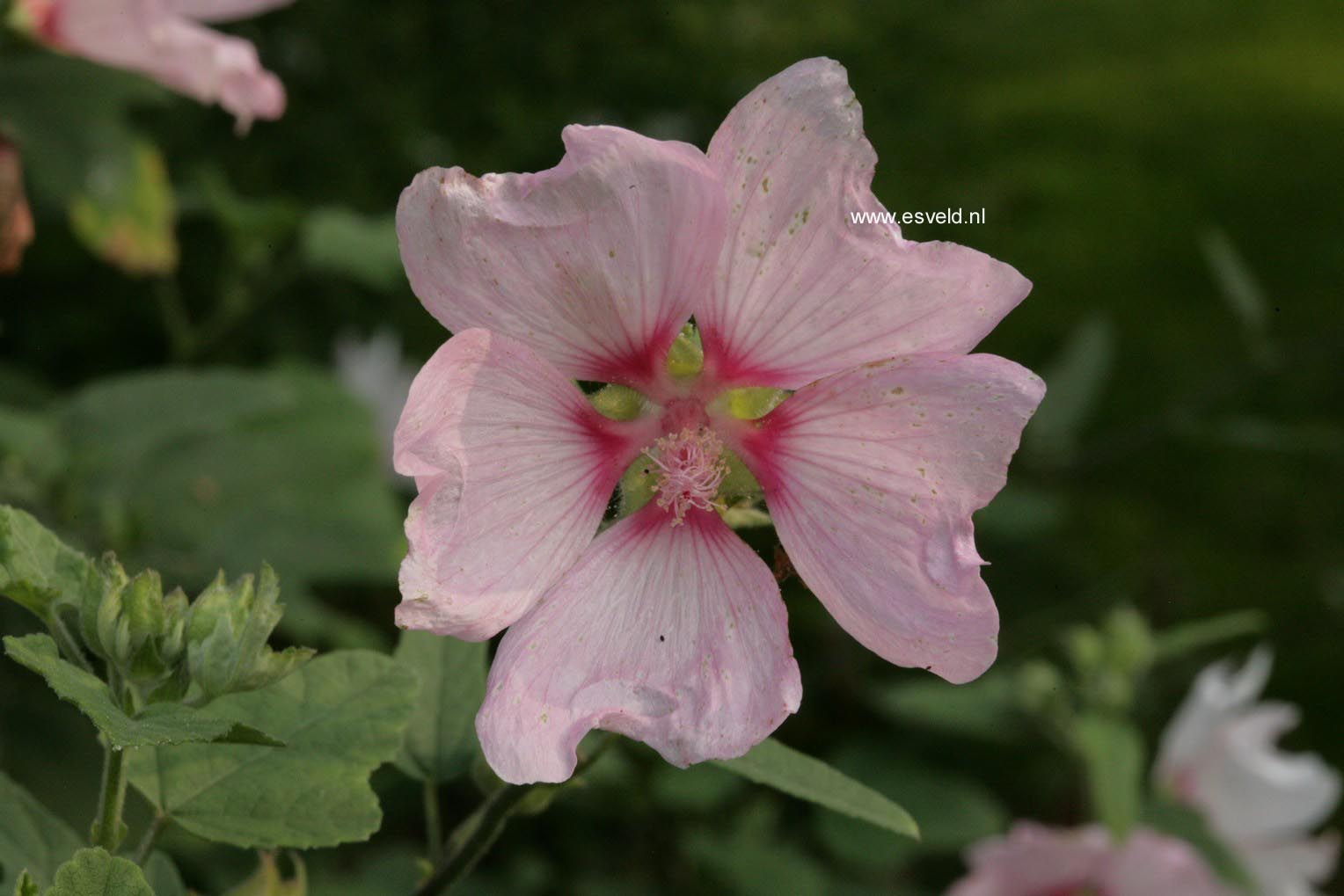 Lavatera 'Barnsley'