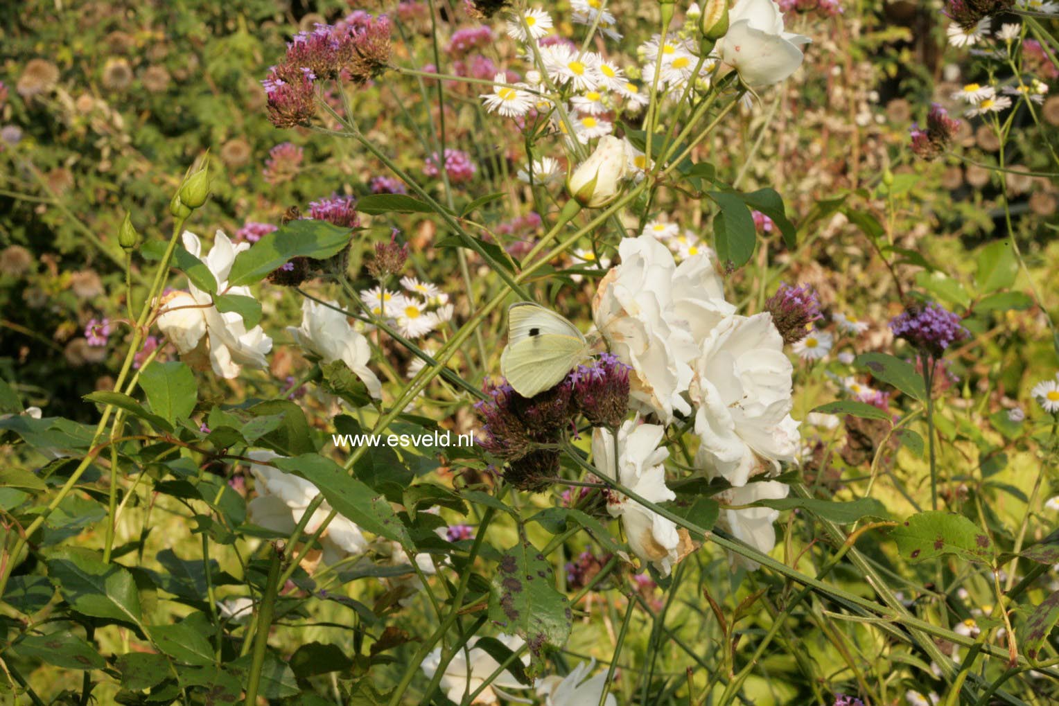 Verbena bonariensis