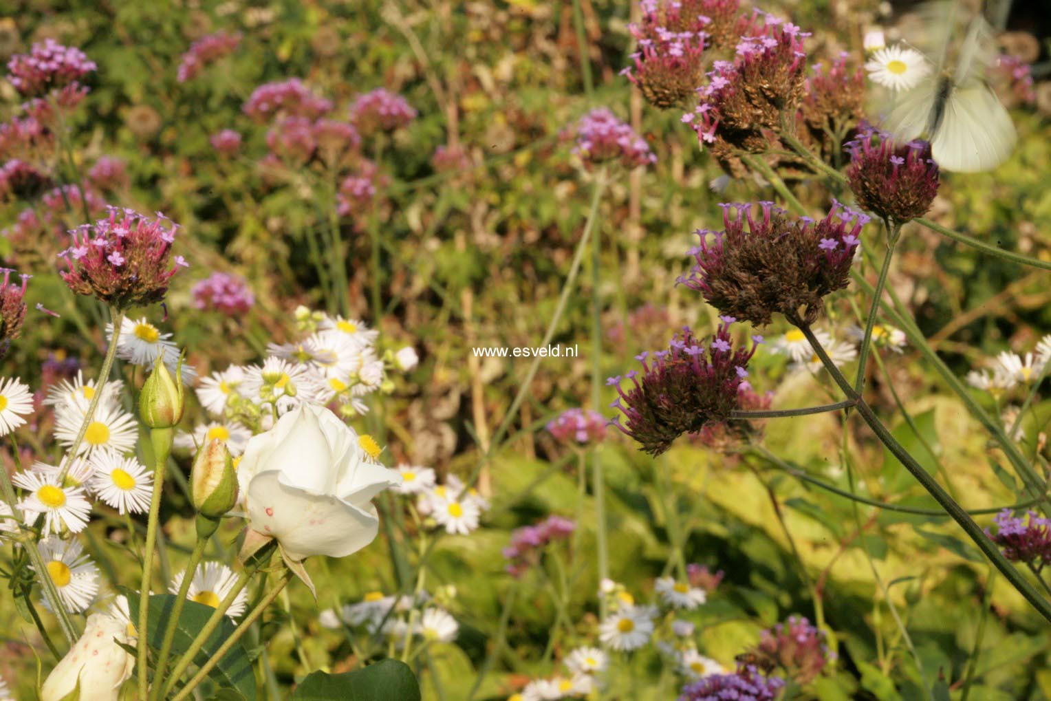 Verbena bonariensis