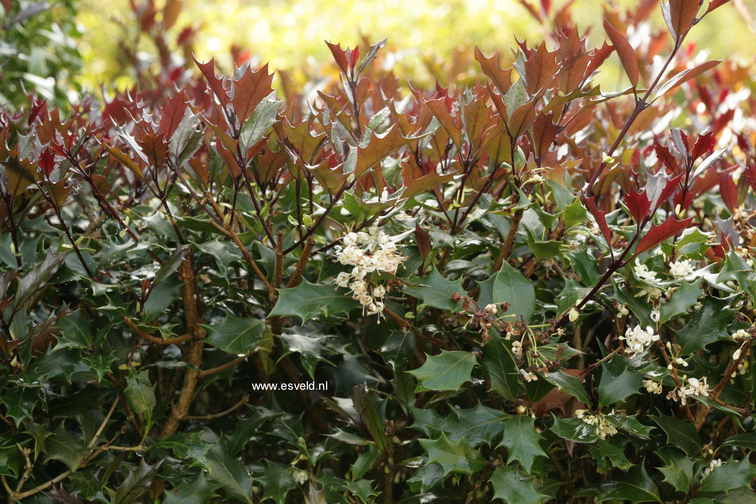 Osmanthus heterophyllus 'Purpureus'