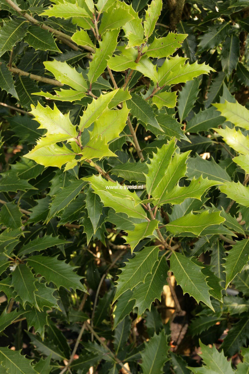 Osmanthus armatus