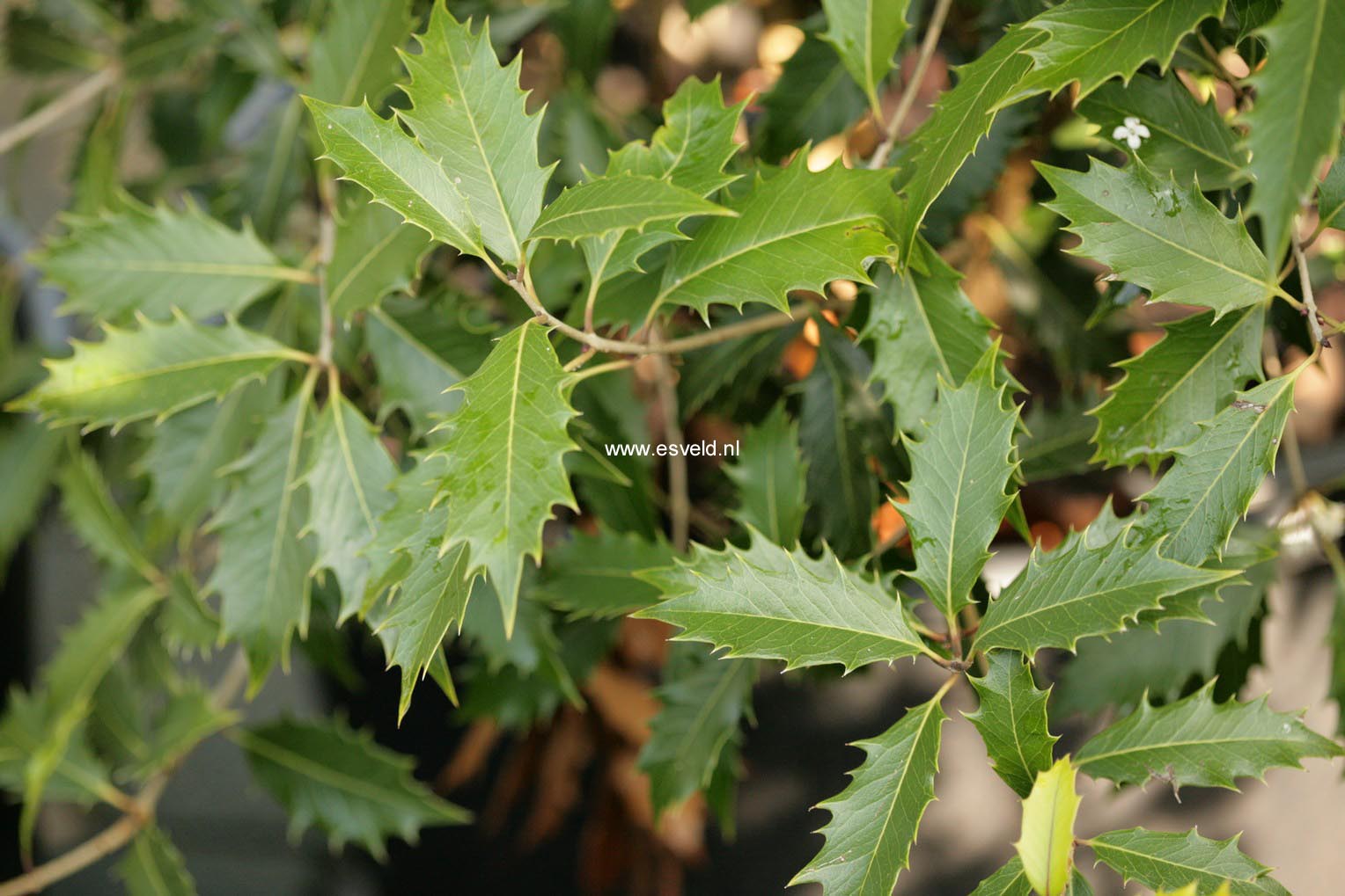 Osmanthus armatus