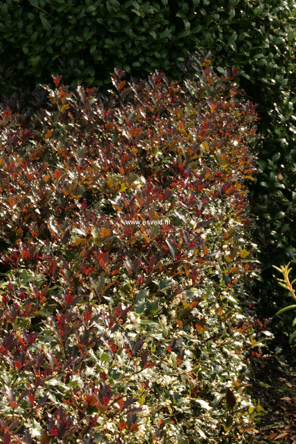 Osmanthus heterophyllus 'Purpureus'