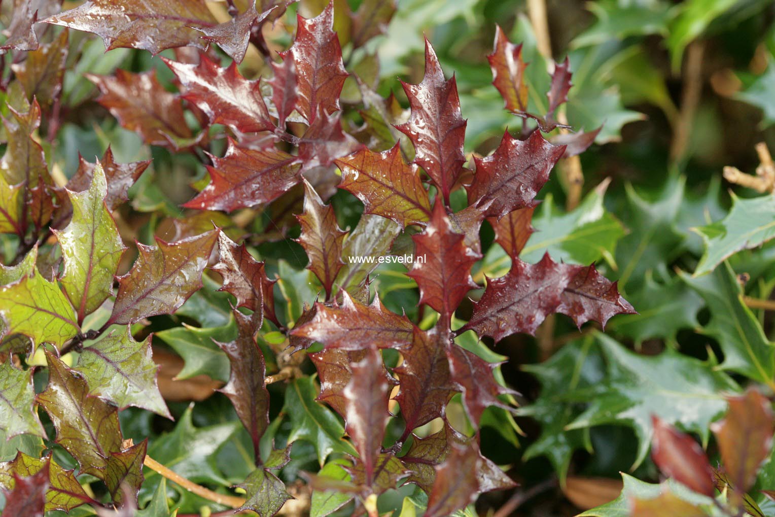 Osmanthus heterophyllus 'Purpureus'