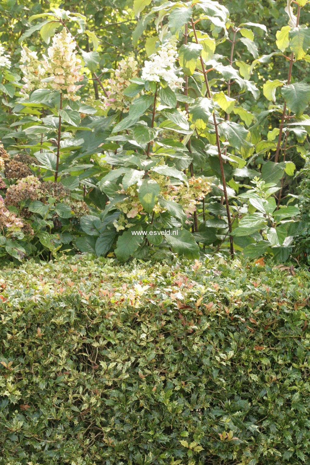 Osmanthus heterophyllus 'Goshiki'