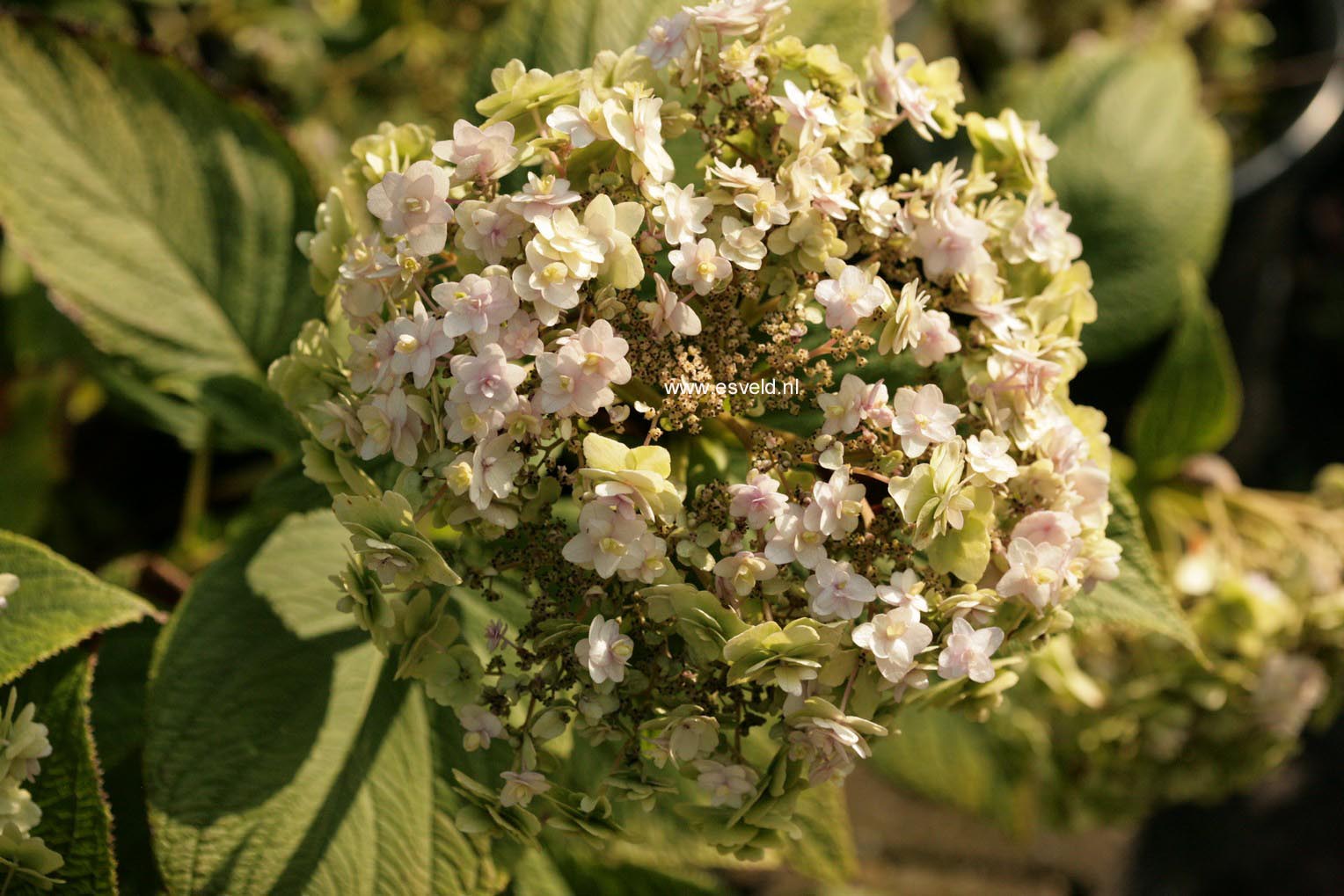 Hydrangea involucrata 'Yoraku tama'