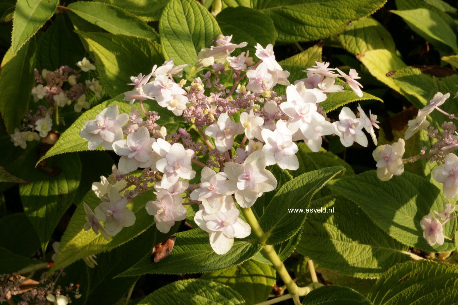 Hydrangea involucrata 'Multiplex'