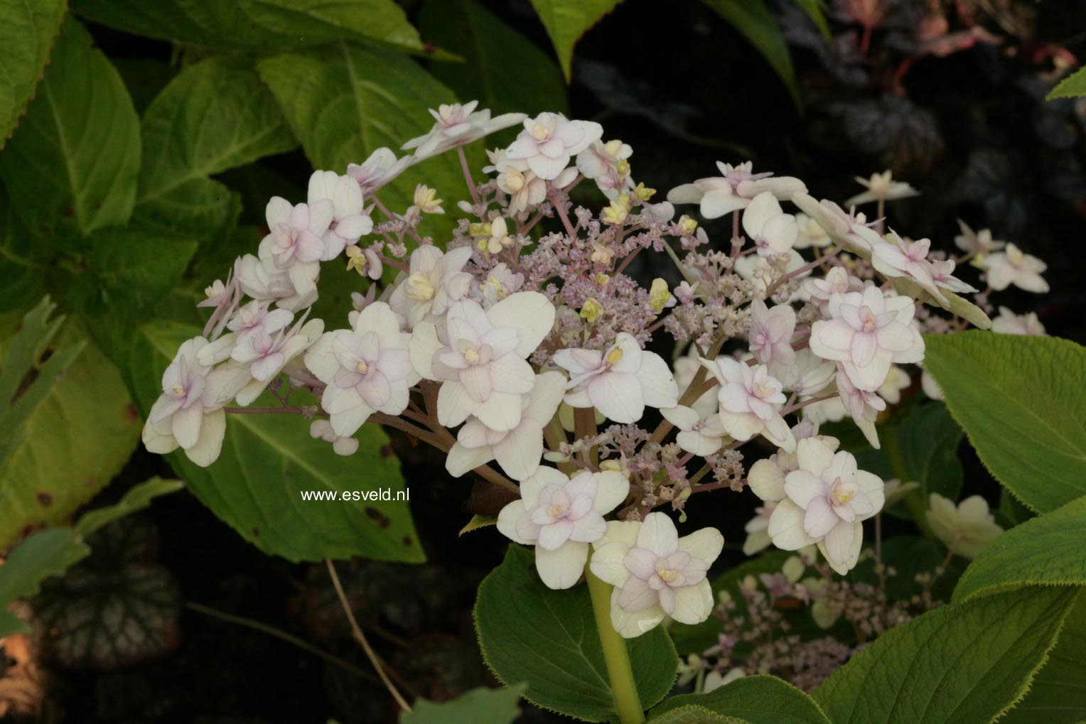 Hydrangea involucrata 'Multiplex'