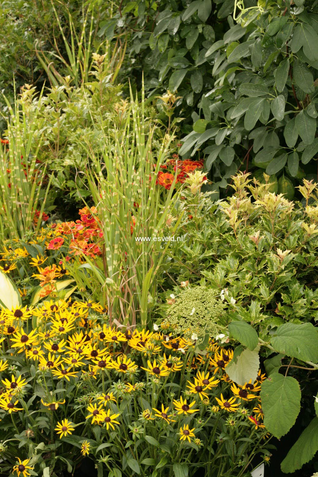 Rudbeckia fulgida 'Little Goldstar'