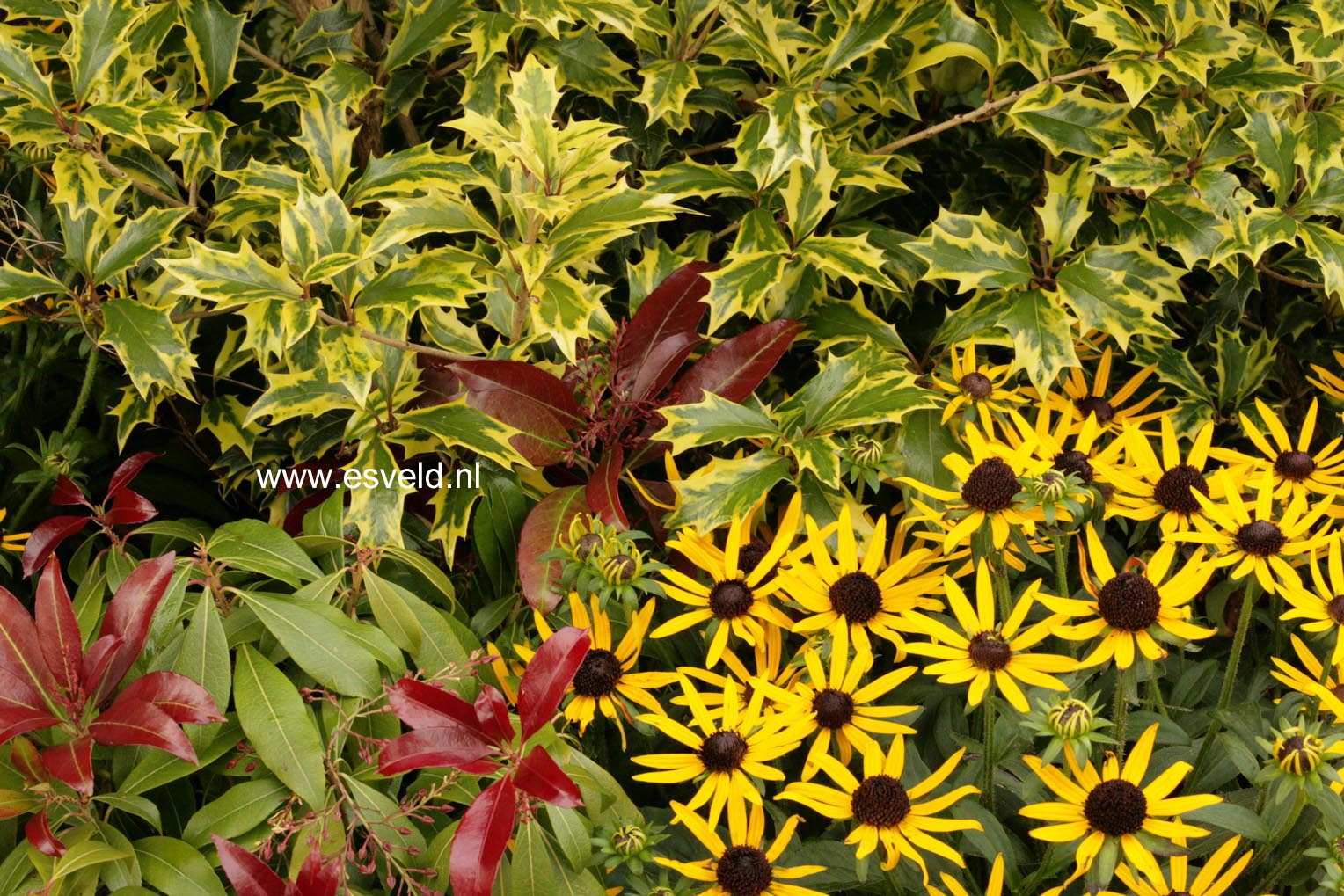 Rudbeckia fulgida 'Little Goldstar'