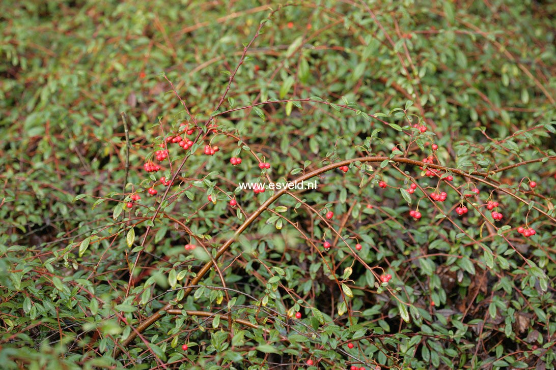 Cotoneaster salicifolius 'Scarlet Leader'