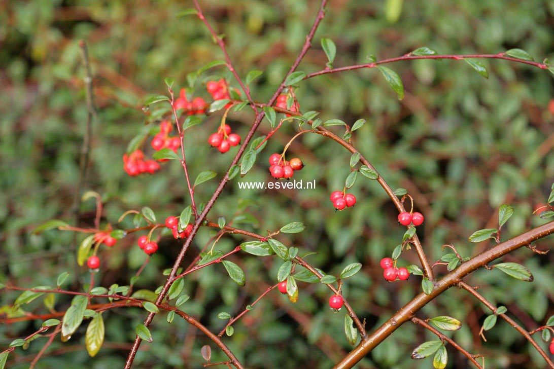 Cotoneaster salicifolius 'Scarlet Leader'