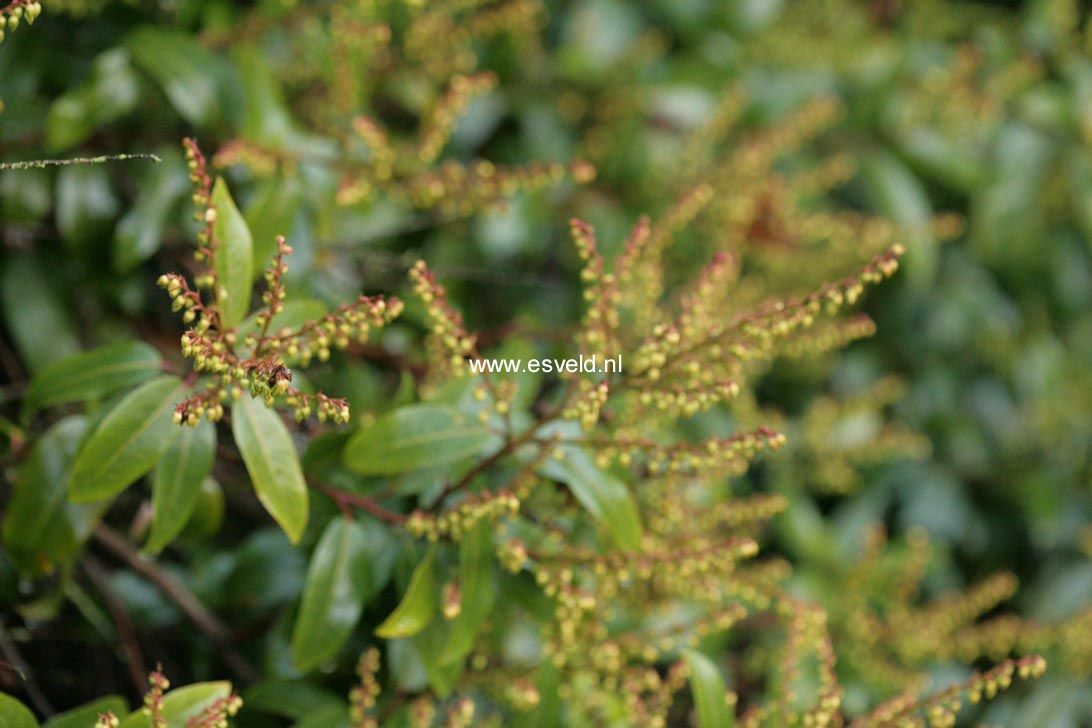Pieris floribunda