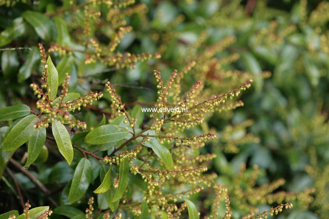 Pieris floribunda