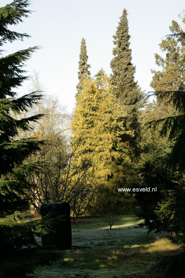 Chamaecyparis pisifera 'Gold Spangle'