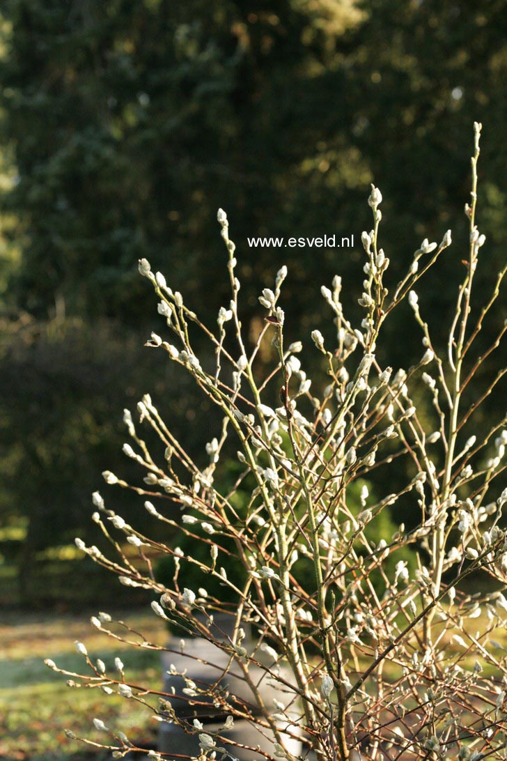 Magnolia stellata