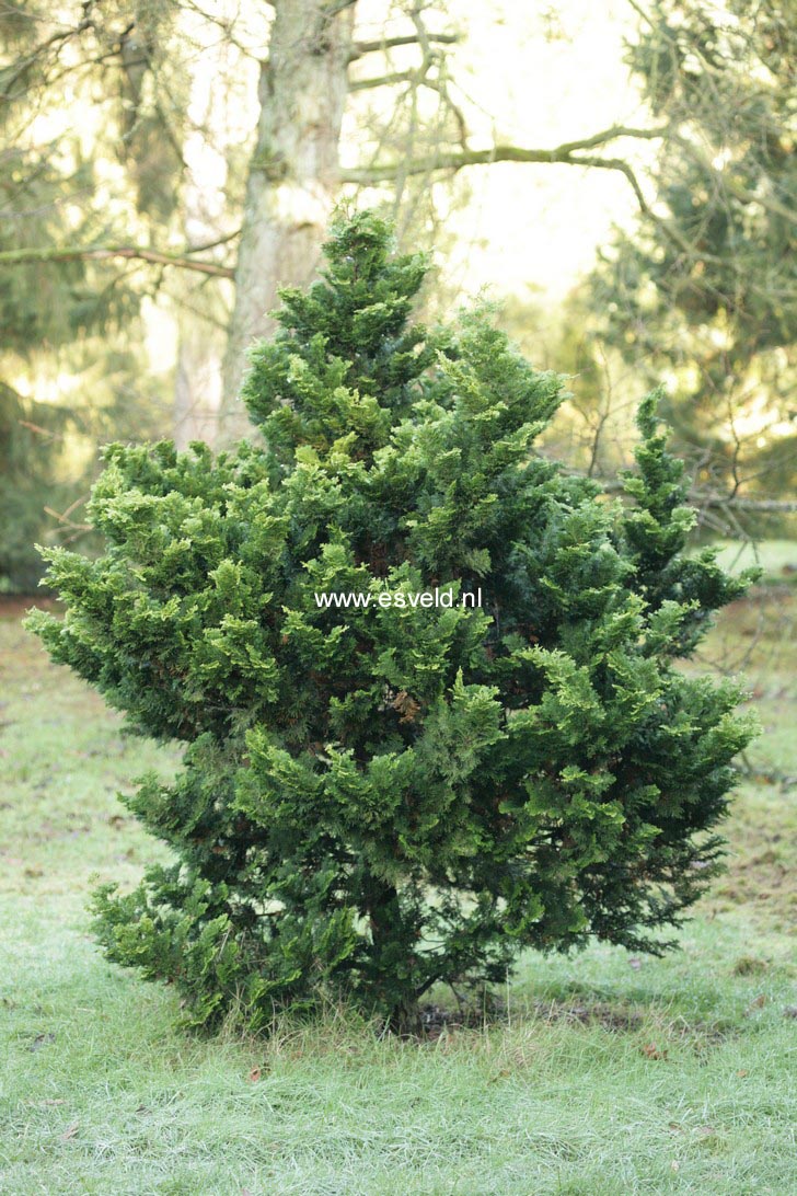 Chamaecyparis obtusa 'Yellowtip'