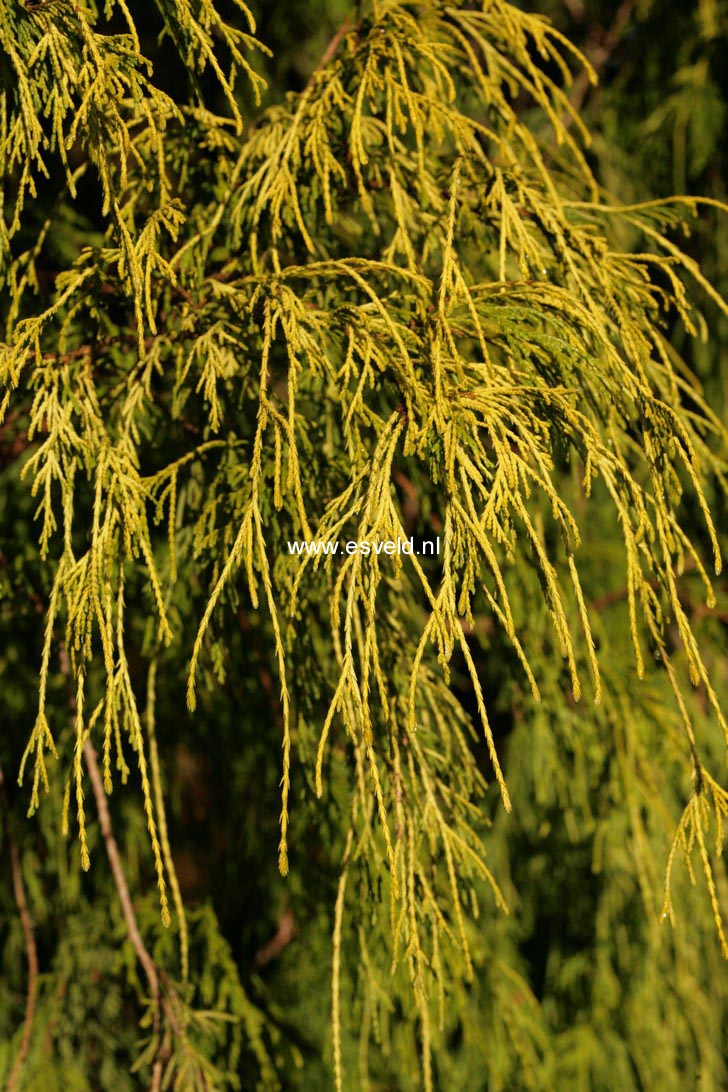 Chamaecyparis pisifera 'Gold Spangle'