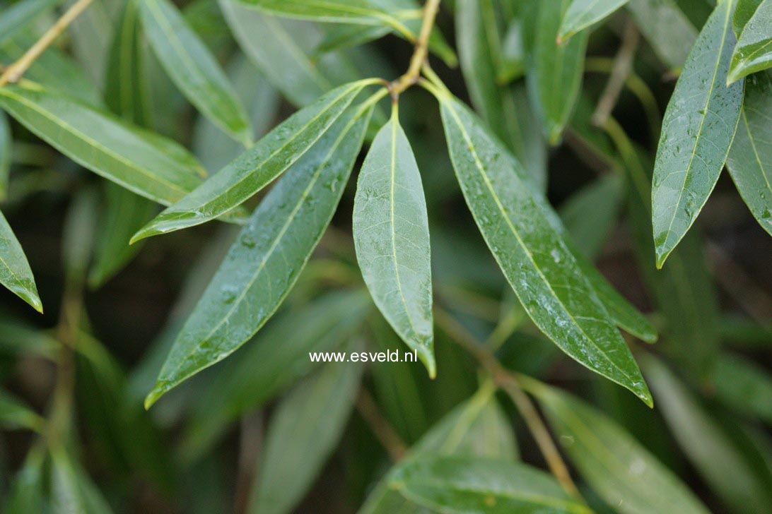 Osmanthus decorus