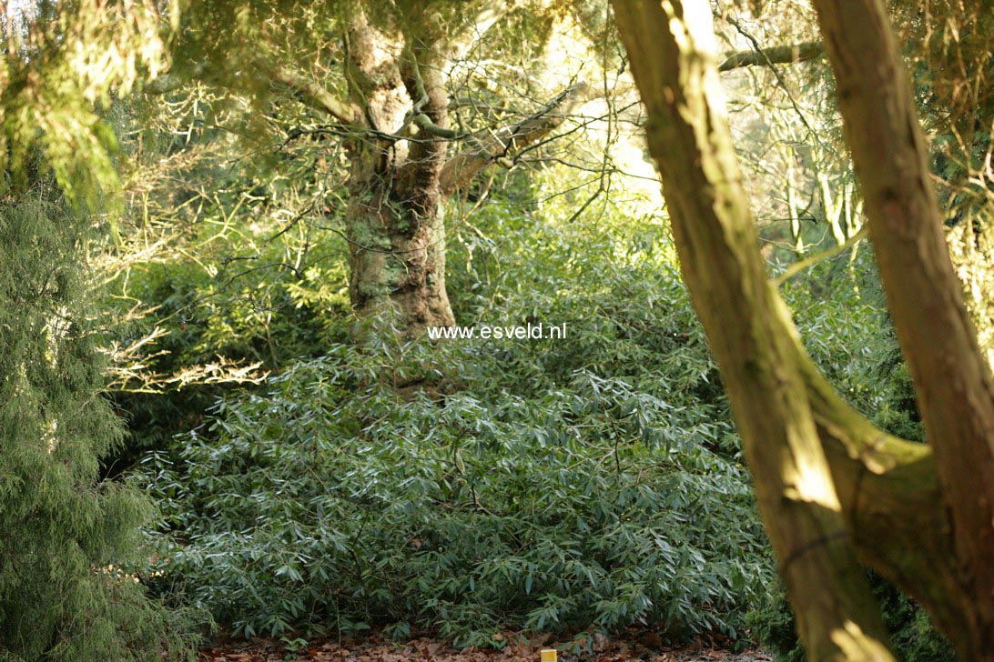 Osmanthus decorus