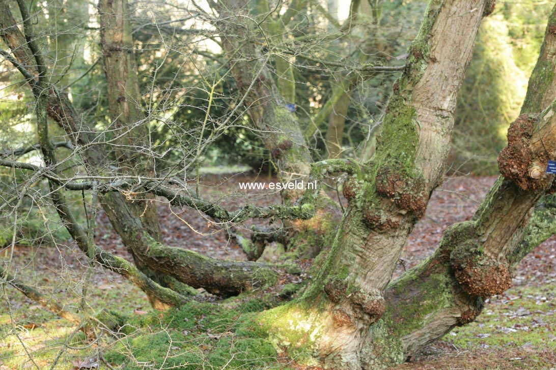 Nothofagus antarctica